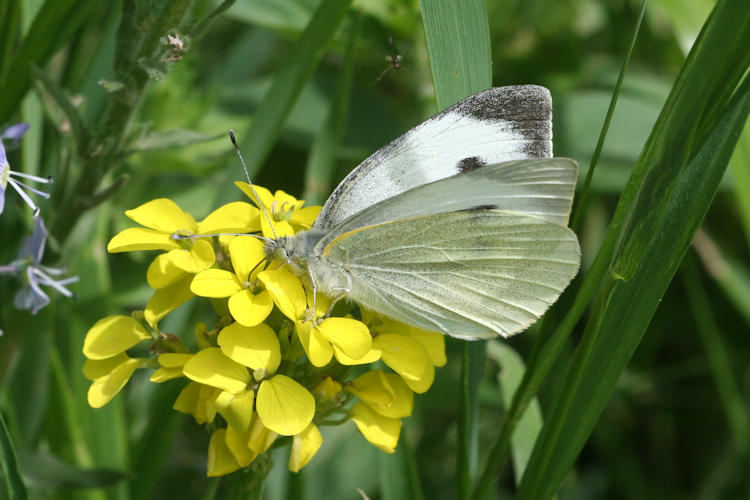 Pieris brassicae: Bild 28