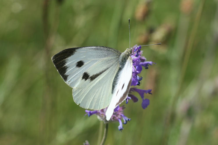 Pieris brassicae: Bild 9