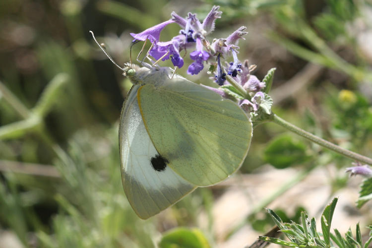 Pieris brassicae: Bild 30