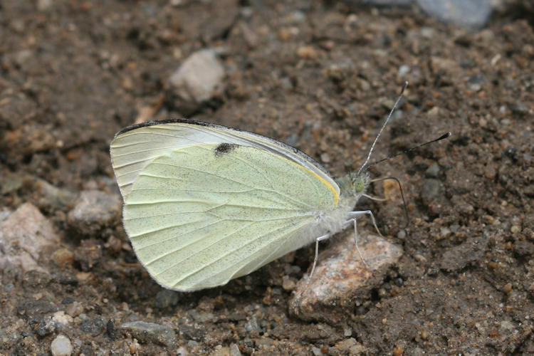 Pieris brassicae: Bild 13