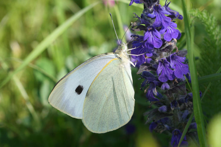 Pieris brassicae: Bild 31