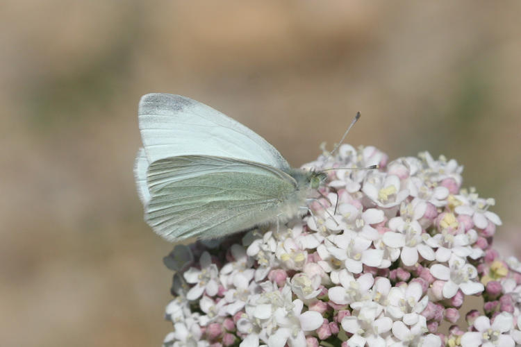 Pieris ergane detersa: Bild 3