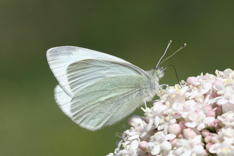 Pieris ergane detersa: Bild 4