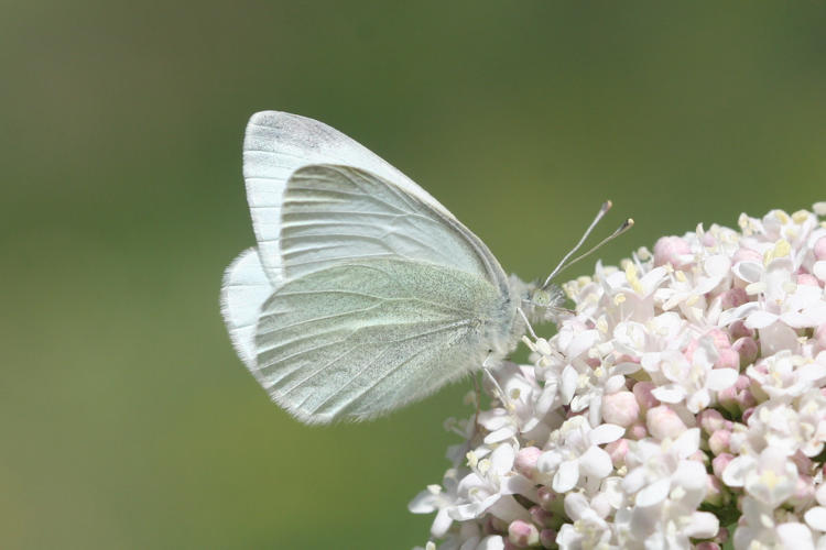 Pieris ergane detersa: Bild 5