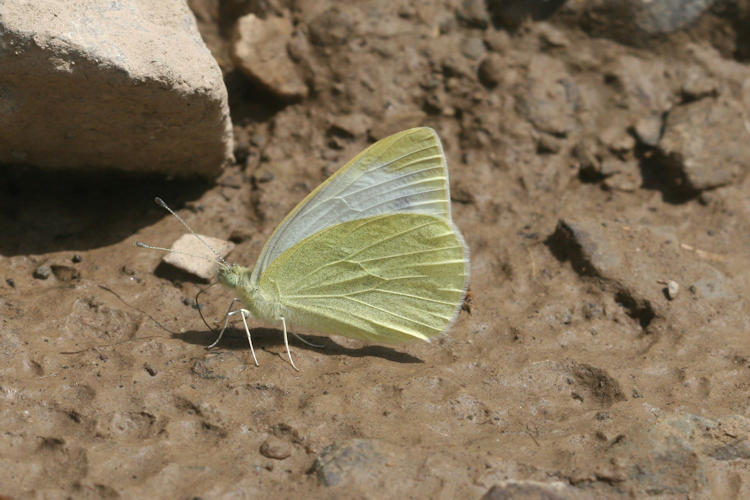 Pieris ergane detersa: Bild 7