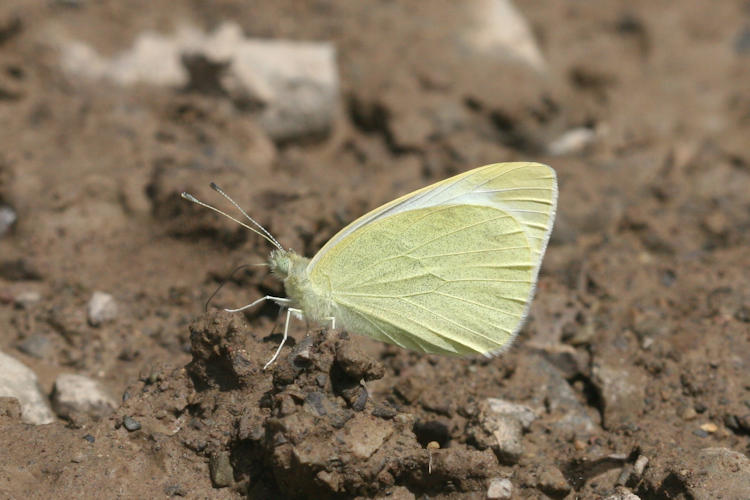 Pieris ergane detersa: Bild 8