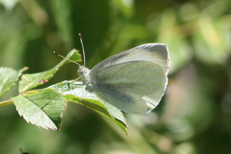 Pieris ergane detersa: Bild 9