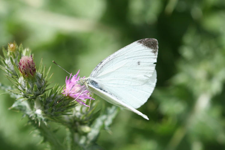 Pieris rapae transcaucasica: Bild 1