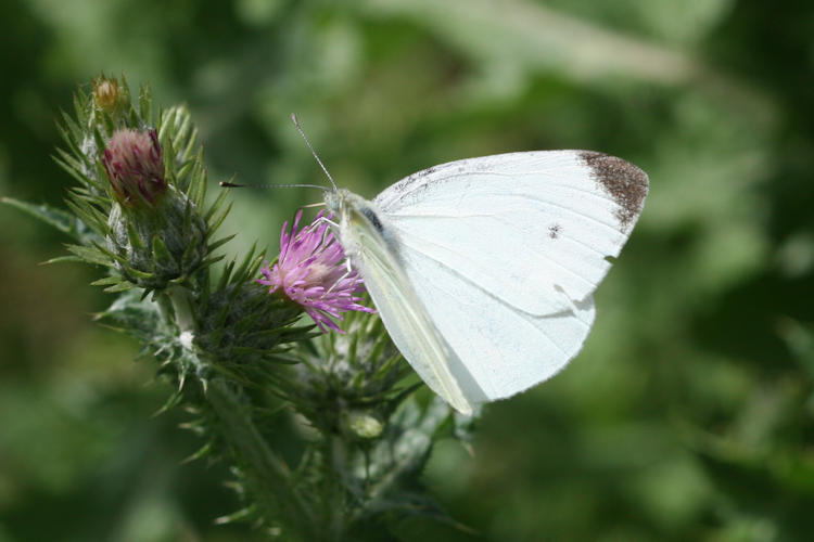 Pieris rapae transcaucasica: Bild 2