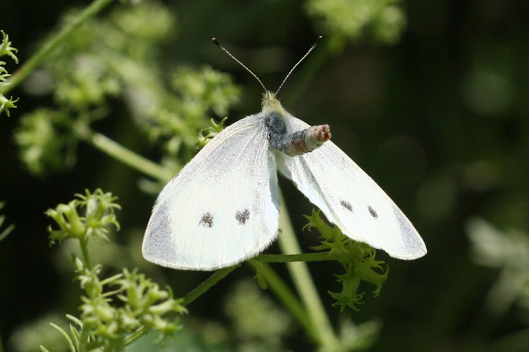 Pieris rapae transcaucasica: Bild 6