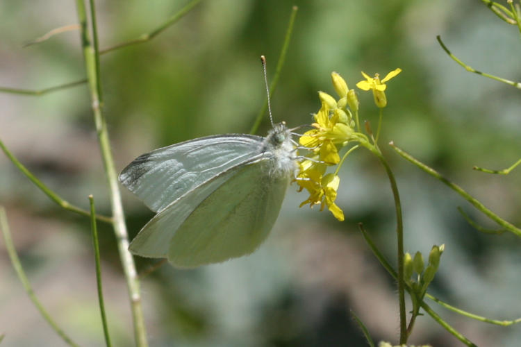 Pieris rapae transcaucasica: Bild 8