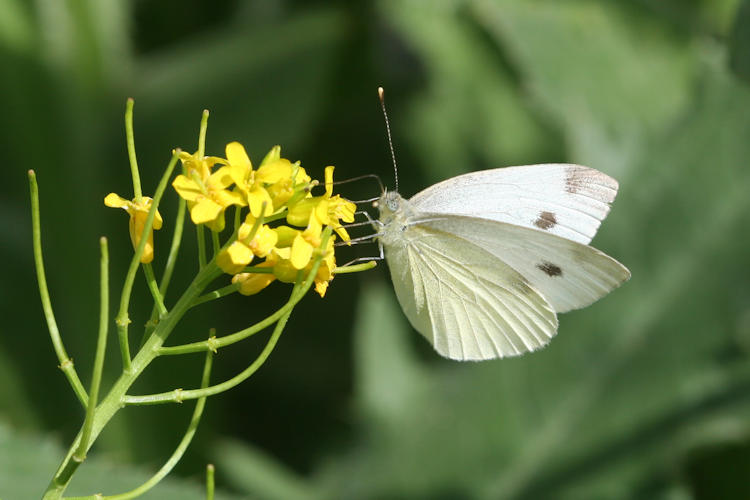 Pieris rapae transcaucasica: Bild 12