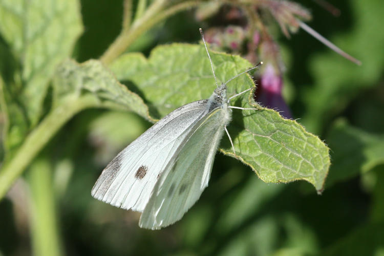 Pieris rapae transcaucasica: Bild 13