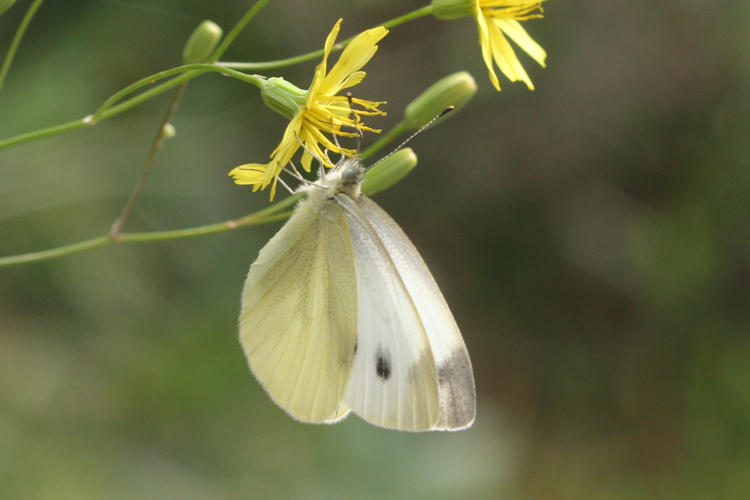 Pieris napi suffusa: Bild 22