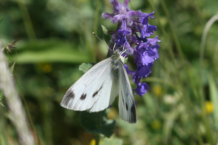 Pieris napi suffusa: Bild 3