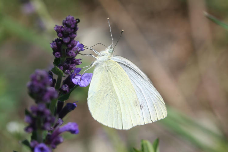 Pieris napi suffusa: Bild 23