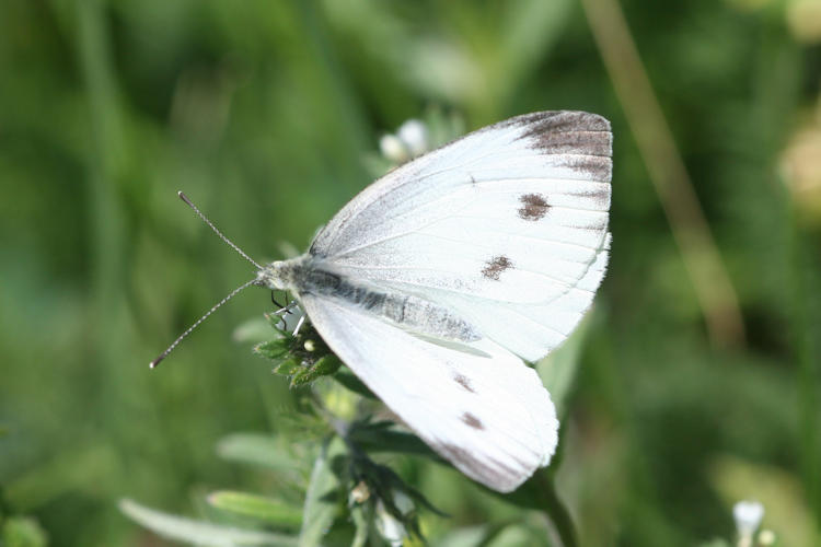 Pieris napi suffusa: Bild 5