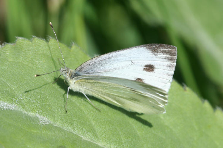 Pieris napi suffusa: Bild 6