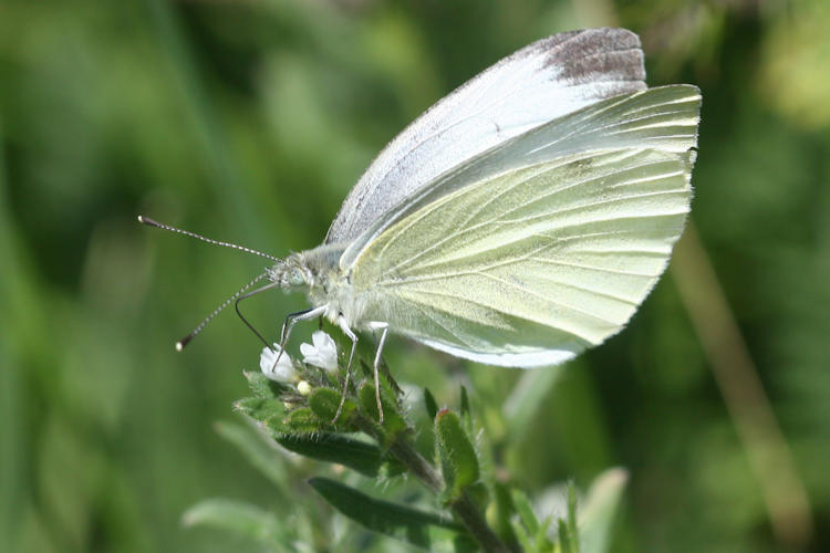 Pieris napi suffusa: Bild 24