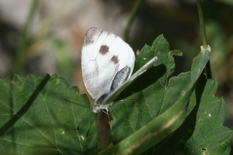 Pieris napi suffusa: Bild 7