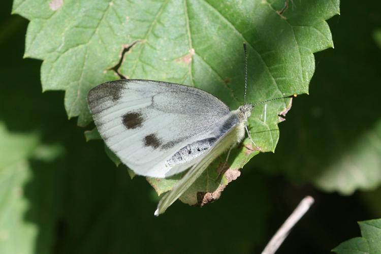 Pieris napi suffusa: Bild 8