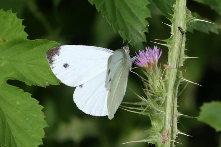 Pieris napi suffusa: Bild 1