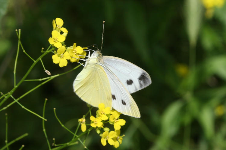 Pieris napi suffusa: Bild 15