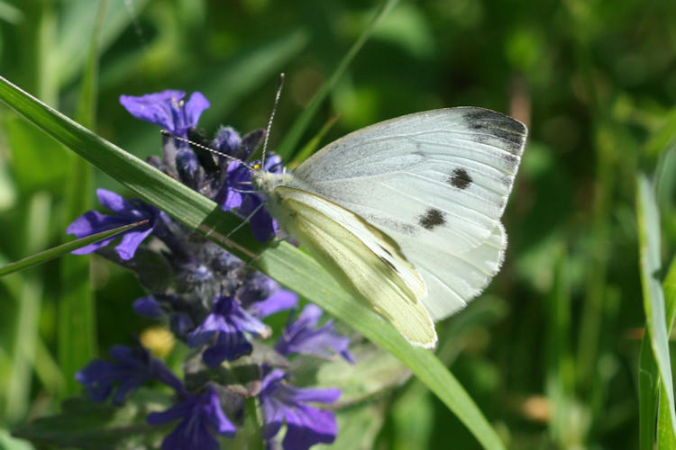 Pieris napi suffusa: Bild 9