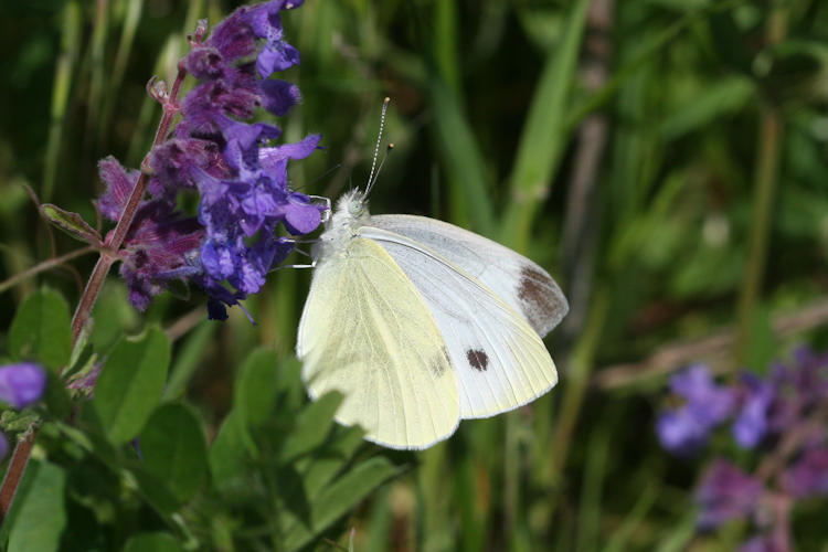 Pieris napi suffusa: Bild 25