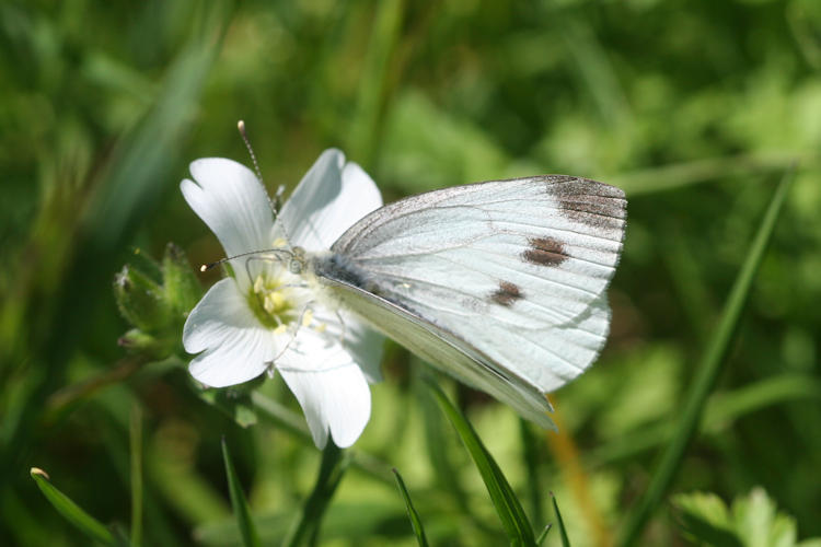 Pieris napi suffusa: Bild 10