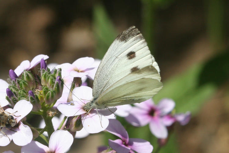 Pieris napi suffusa: Bild 11