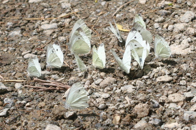 Pieris napi suffusa: Bild 18