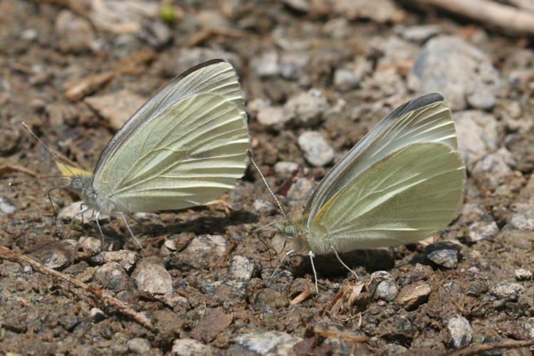 Pieris napi suffusa: Bild 19