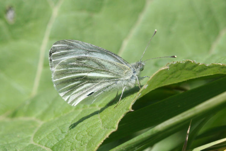 Pieris bowdeni: Bild 32