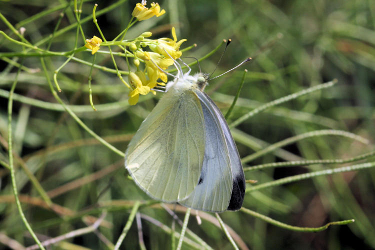 Pieris napi suffusa: Bild 27