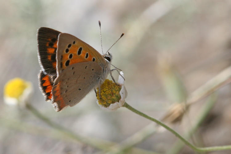 Lycaena phlaeas: Bild 41