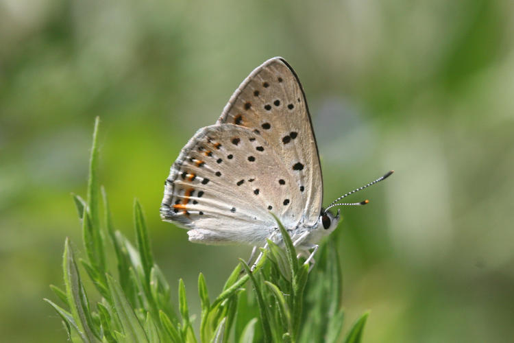 Lycaena alciphron melibeus: Bild 6