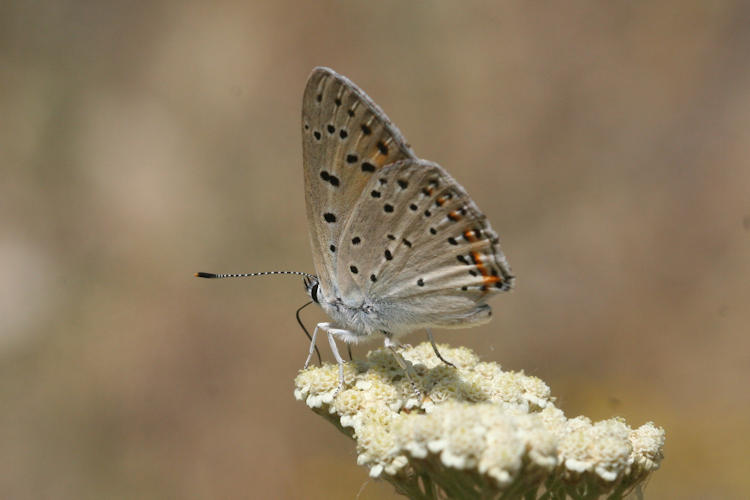 Lycaena alciphron melibeus: Bild 7