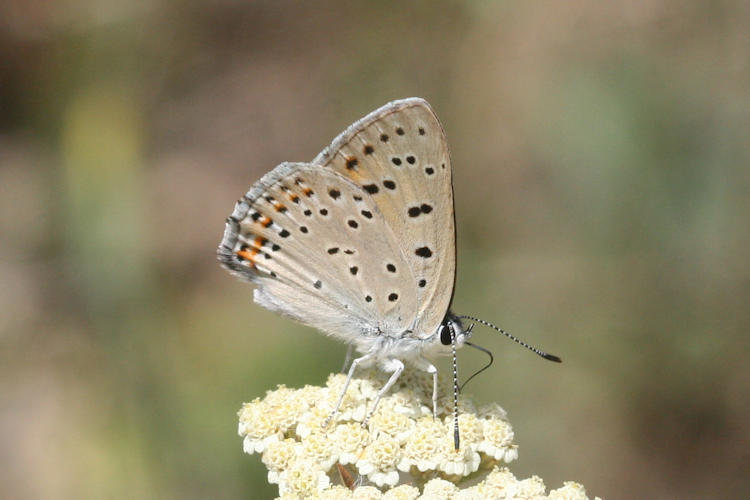 Lycaena alciphron melibeus: Bild 8