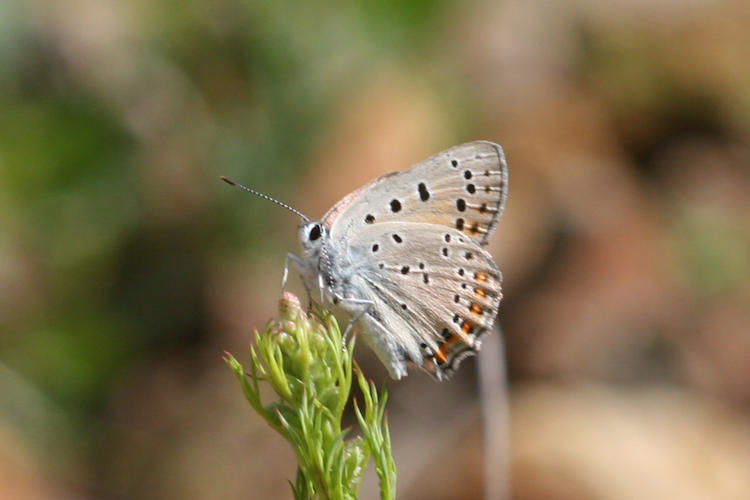 Lycaena alciphron melibeus: Bild 9