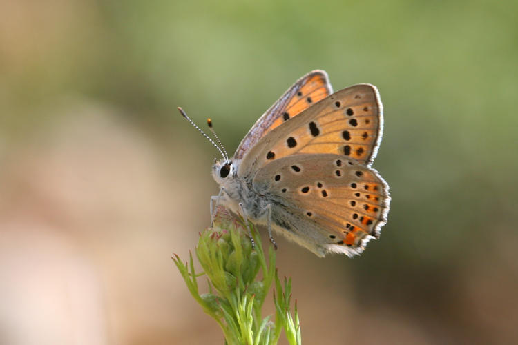 Lycaena alciphron melibeus: Bild 10