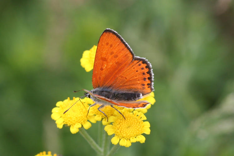 Lycaena thersamon: Bild 3