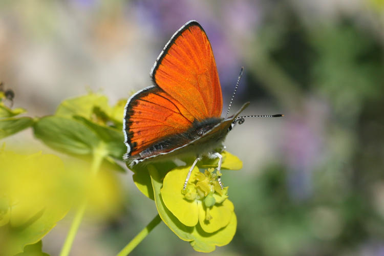 Lycaena thersamon: Bild 4