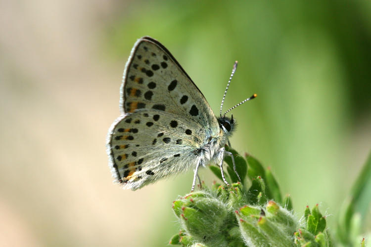 Lycaena tityrus: Bild 25