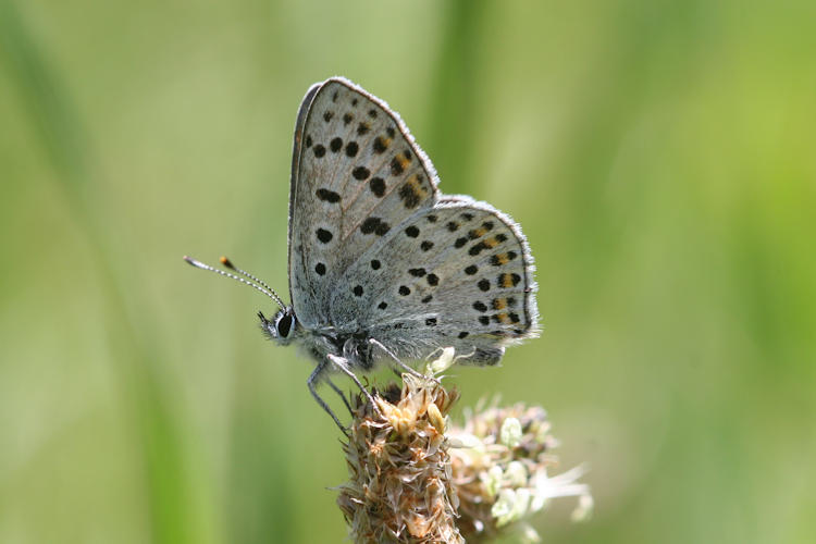 Lycaena tityrus: Bild 26