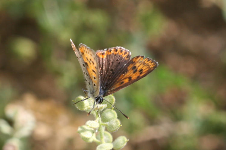 Lycaena tityrus: Bild 17