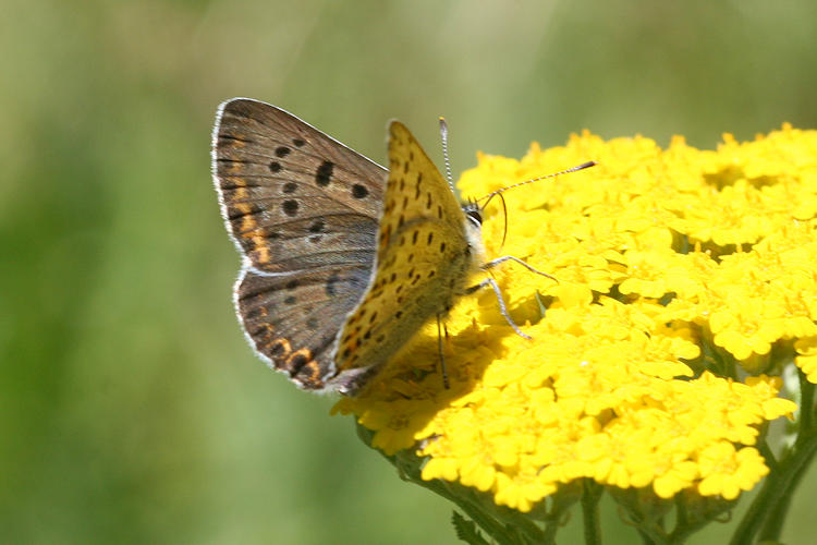 Lycaena tityrus: Bild 4