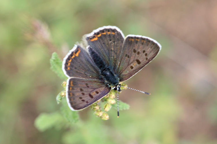 Lycaena tityrus: Bild 5