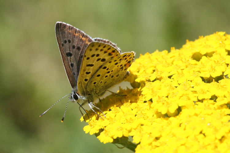 Lycaena tityrus: Bild 28