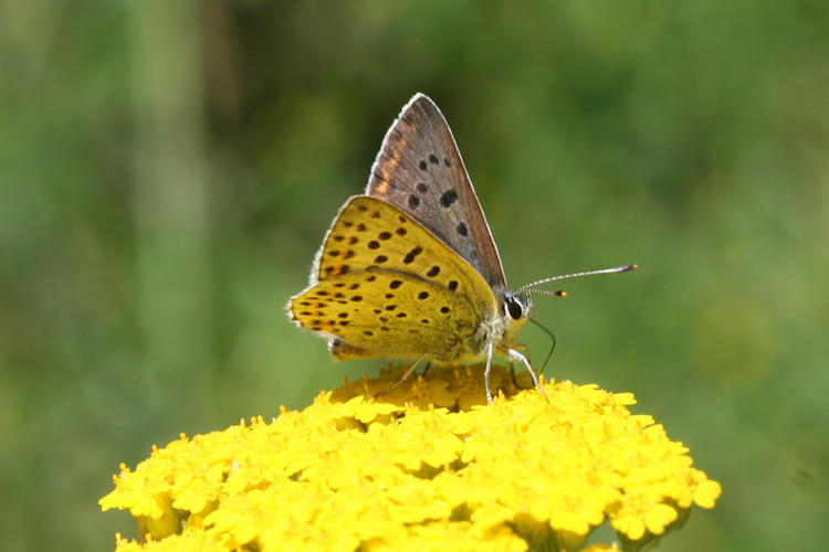 Lycaena tityrus: Bild 27